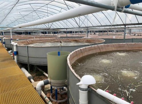 四川省南充市高坪區水產養殖年總產值突破3億元